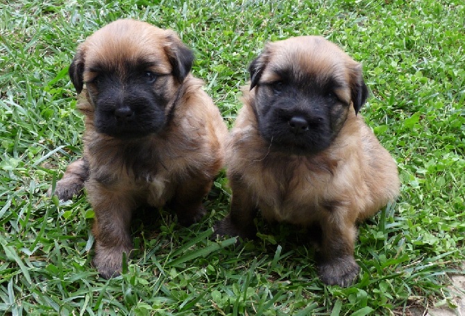 des Drailles de l'Aigoual - 3 semaines pour les chiots d'ESTIVALE