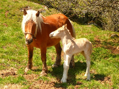 des Drailles de l'Aigoual - Balthazar  ,fils d'Ulysse ,est né le 26 avril 2011