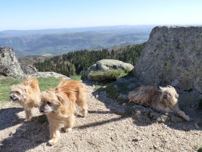 des Drailles de l'Aigoual - Massif de l'AIGOUAL Avril 2014