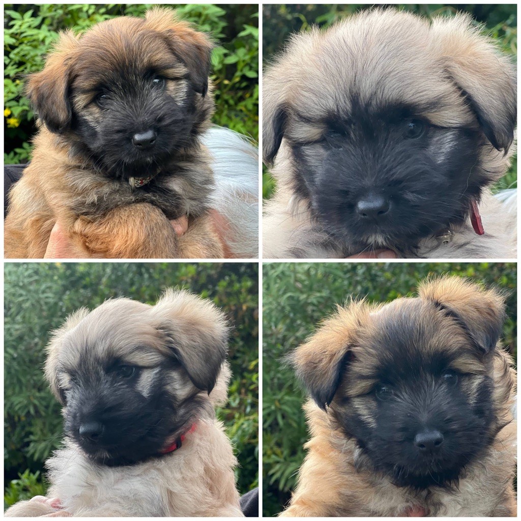 des Drailles de l'Aigoual - PORTRAITS à 1 MOIS & 15JOURS PORTEE : (OZE-AUBRAC X OUSTI ).