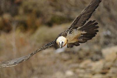 des Drailles de l'Aigoual - Un Gypaète barbu tiré dans les Pyrénées  Atlantiques