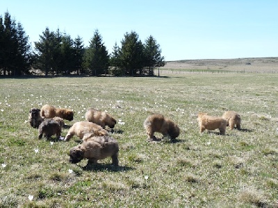 des Drailles de l'Aigoual -       LES CHIOTS ONT 5 SEMAINES 