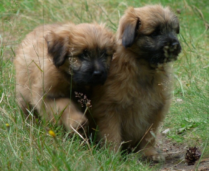 des Drailles de l'Aigoual - Les chiots d'Estivale ont  8 semaines 