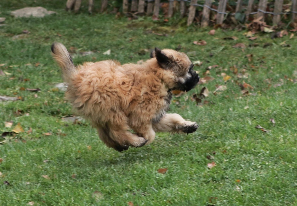 des Drailles de l'Aigoual - Chiot disponible  - Berger des Pyrenees à poil long