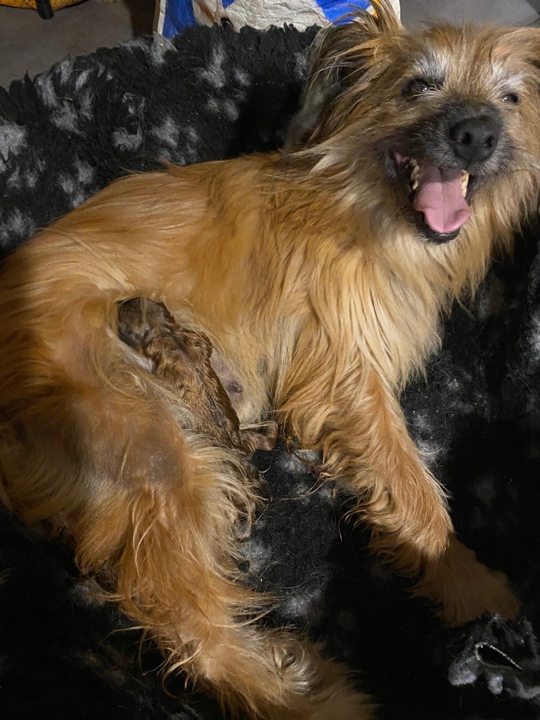 chiot Berger des Pyrenees à poil long des Drailles de l'Aigoual