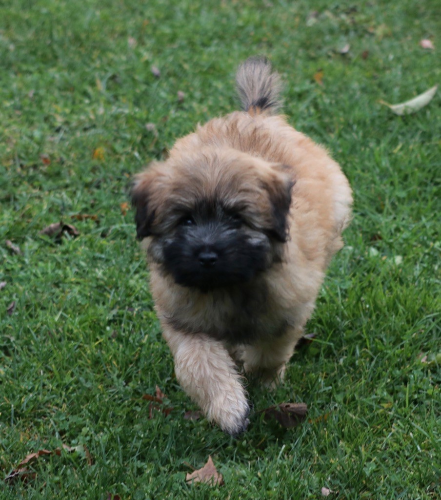 des Drailles de l'Aigoual - Chiot disponible  - Berger des Pyrenees à poil long