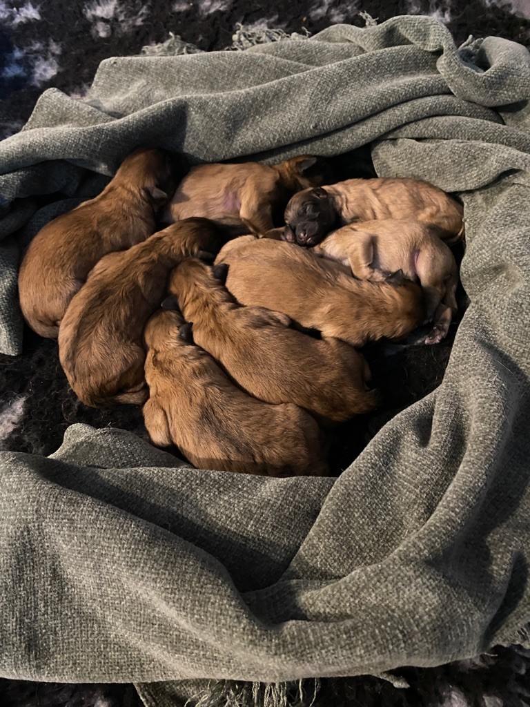 chiot Berger des Pyrenees à poil long des Drailles de l'Aigoual