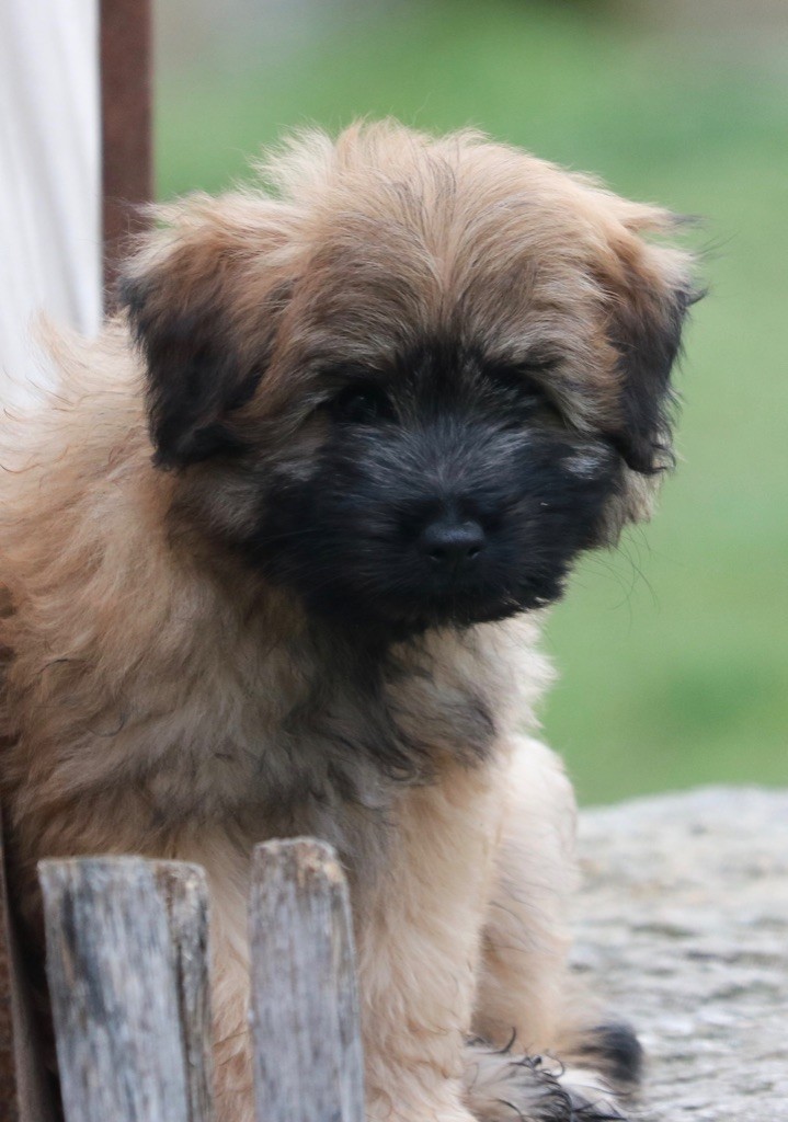 des Drailles de l'Aigoual - Chiot disponible  - Berger des Pyrenees à poil long