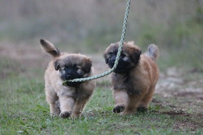 VANS(LESVANS) ! petit Bestiolan 