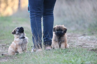 VANS(LESVANS) ! petit Bestiolan 