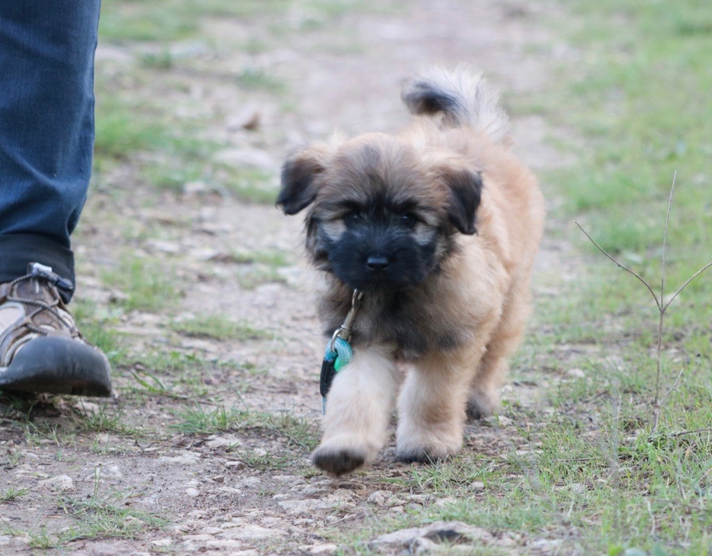 des Drailles de l'Aigoual - Chiot disponible  - Berger des Pyrenees à poil long